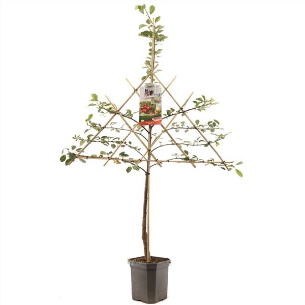 Prunus cerasus Morel leivorm Zure kers