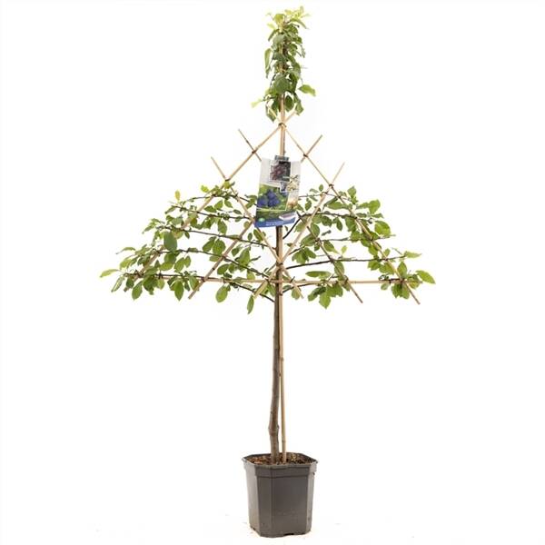 Prunus dom. Bleue de Belgique lei Donkerblauwe pruim