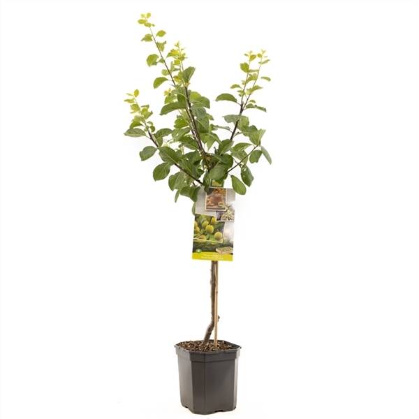 Prunus dom. R-Cl. d'Oullins laag Gele pruim