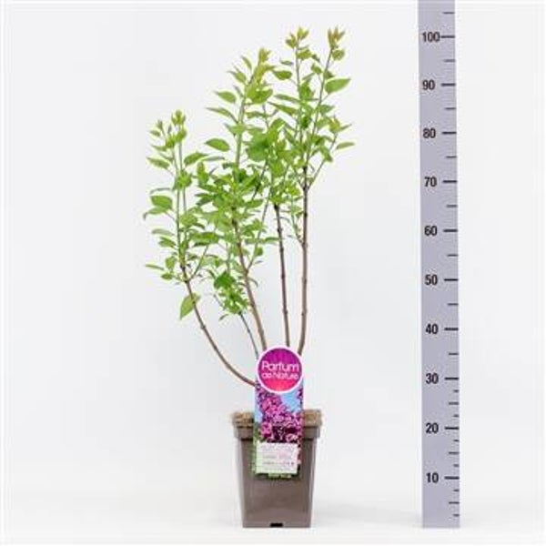 Syringa vul. And.an Ludwig Späth