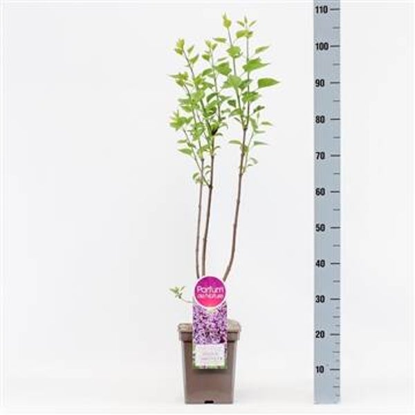 Syringa vul. Sensation