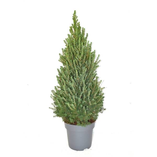 conica 95cm