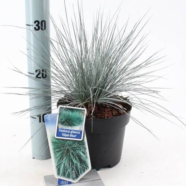 Festuca glauca 'Elijah Blauw'