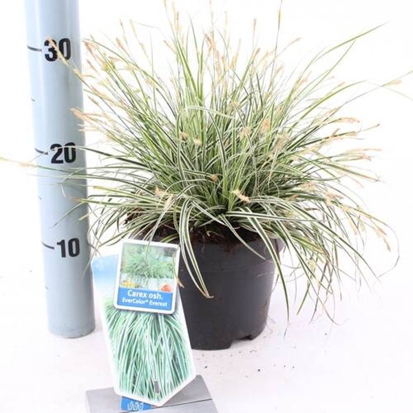 Carex oshimensis EverColor® Everest