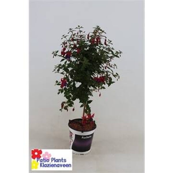 fuchsia