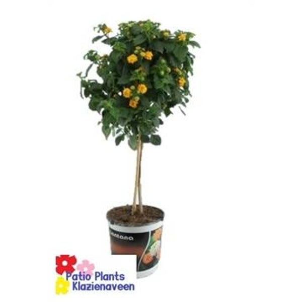 Lantana