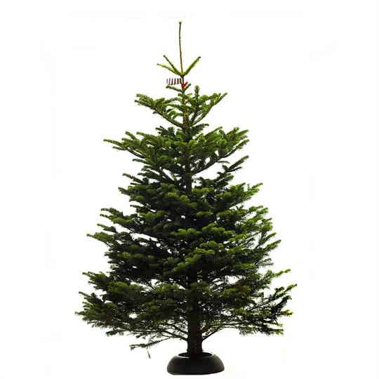 Nordmann Gezaagd 200-220