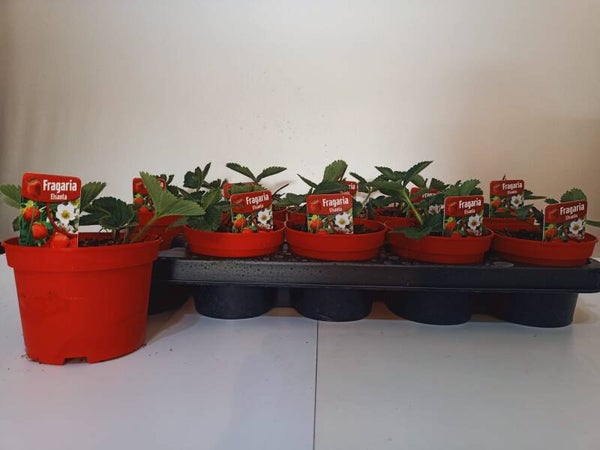 aardbeien langbloeiend 12cm