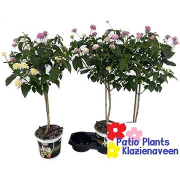 Lantana