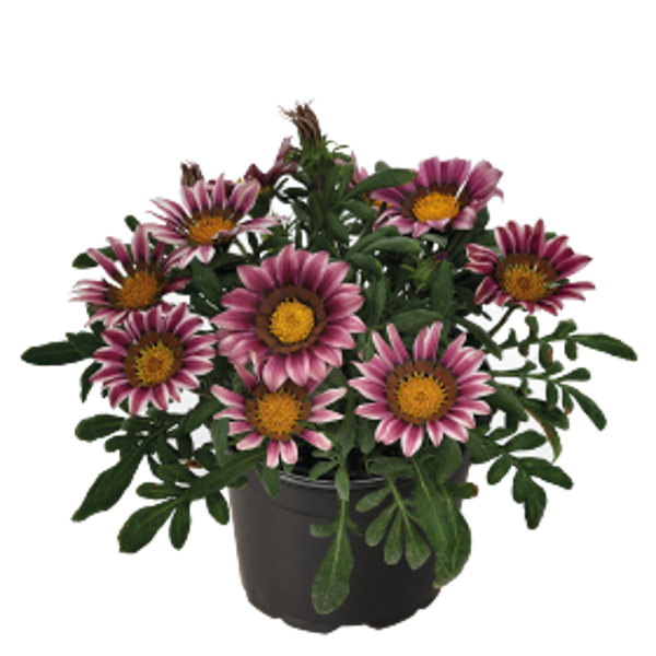 Gazania