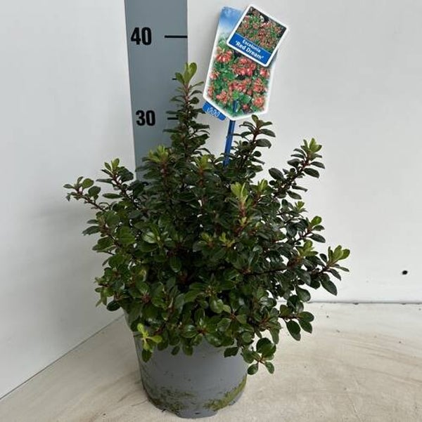 Escallonia 'Rode Droom'