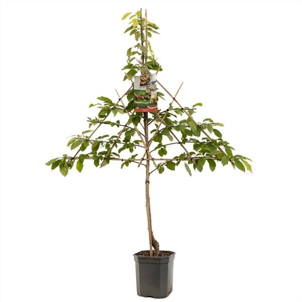 Prunus avium Regina leivorm Zoete kers