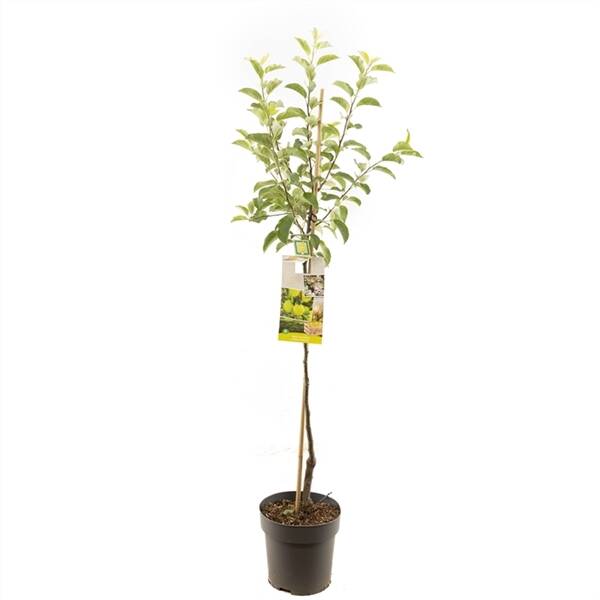 Malus dom. Golden Delicious half Gele handappel