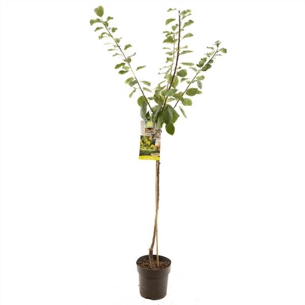 Prunus dom. R-Cl. d'Oullins half Gele pruim