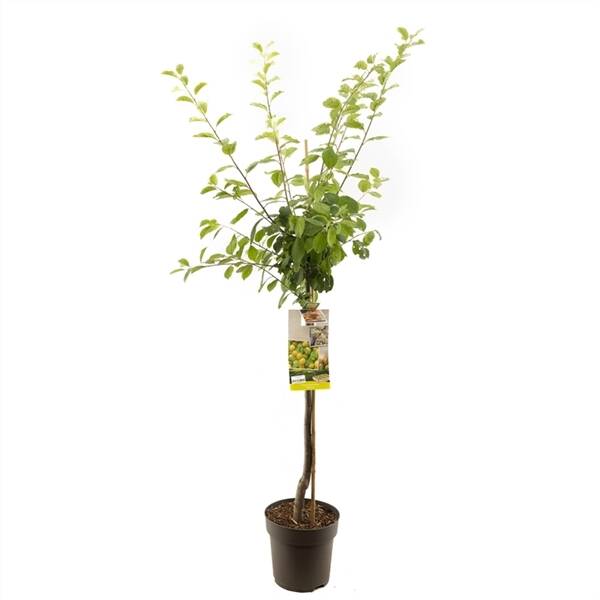 Prunus dom. Ontario halfstam Groen-gele pruim
