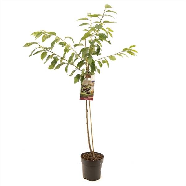 Prunus avium Kordia halfstam Donkerrode kers