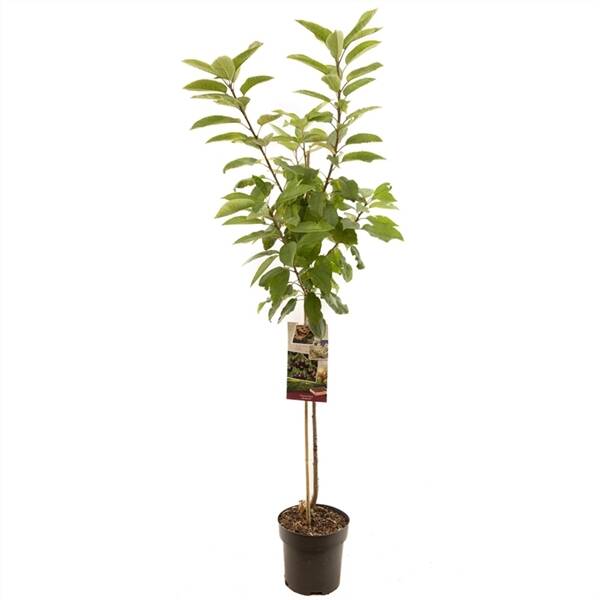 Prunus avium Sunburst halfstam Zoete kers