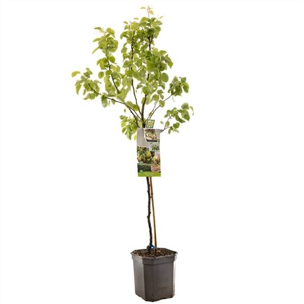 Pyrus comm. Para Dulce laagstam Handpeer