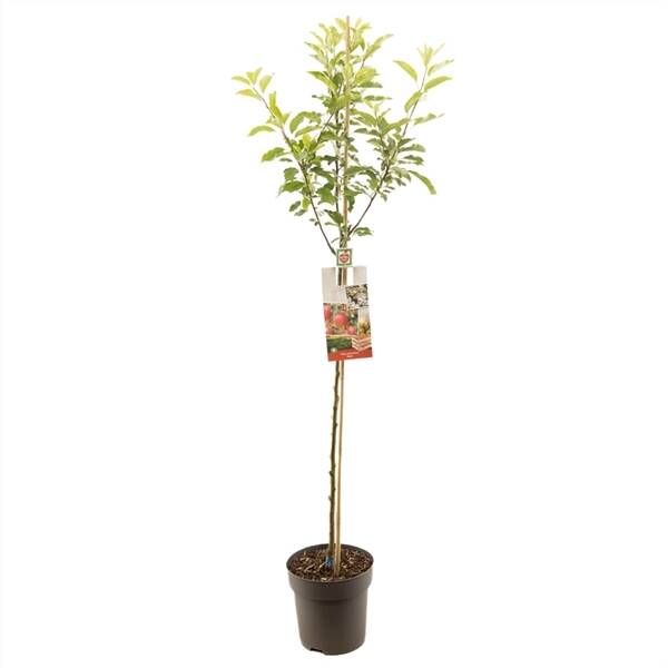 Malus dom. Gala halfstam Handappel