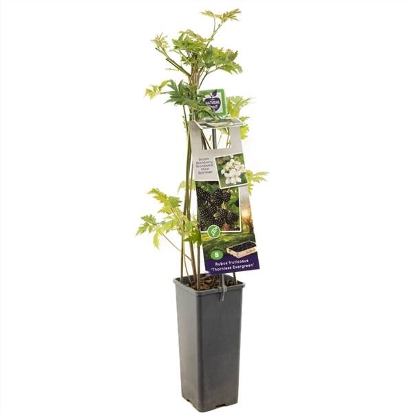 Rubus fruticosus Thornless Evergre Doornloze zoete braam