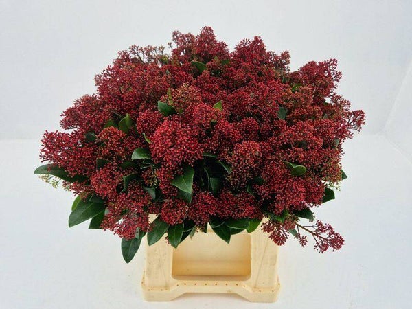 Skimmia hand bosje