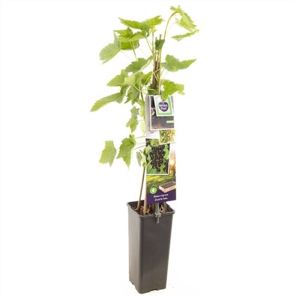 Ribes nigrum Titania (zwarte bes)