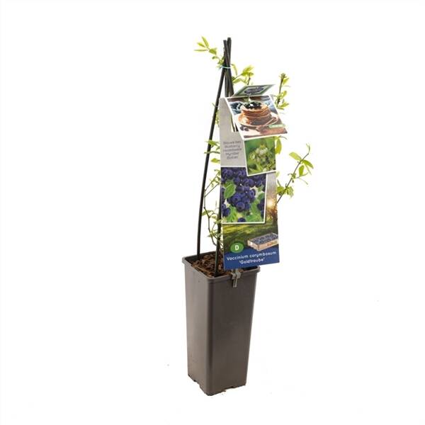 Vaccinium corymbosum Goldtraube Blauwe bes