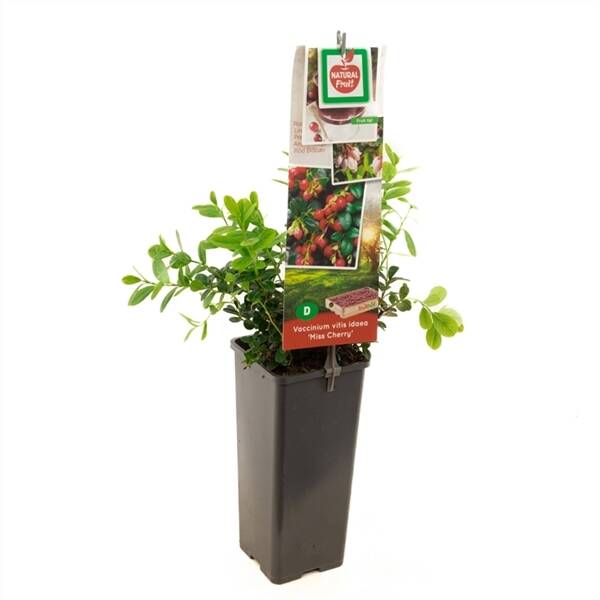 Vaccinium vitis idaea Miss Cherry Rode bosbes