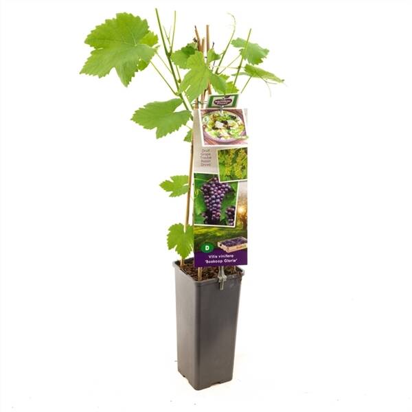Vitis vinifera Boskoop Glorie Blauwe druif