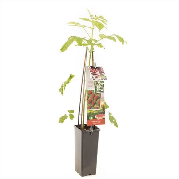 Rubus idaeus Tulameen Rode zomerframboos