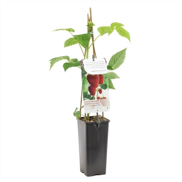 Rubus idaeus Himbo Top Grote rode herfstframboos