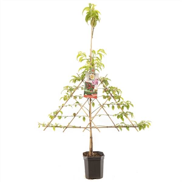 Prunus pers. nuc. M. Blanchet lei Nectarine