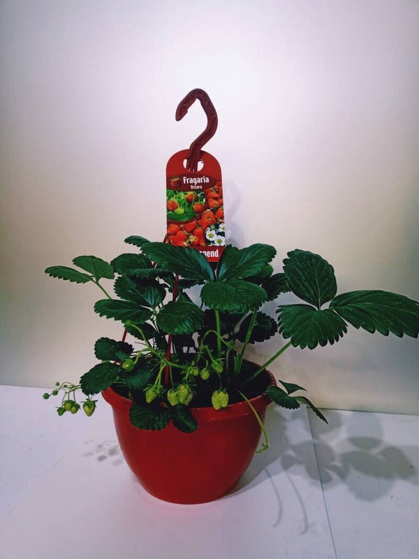 aardbeien plant hangpot 25cm