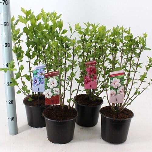 Hibiscus syriacus div kleuren