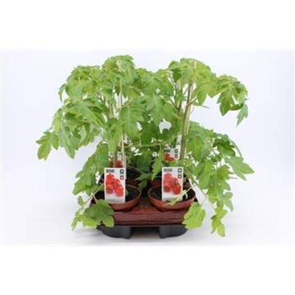 Bio Tomaat, Cherrytomaat (Phytophthora resistent)