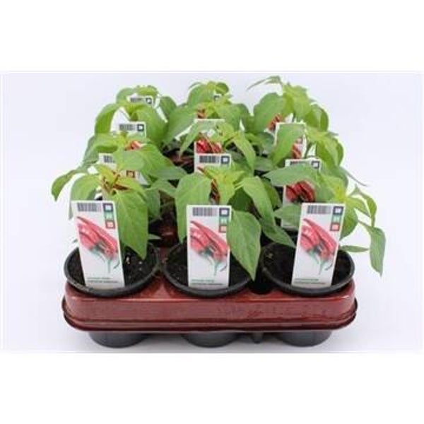 Bio Peper "Peperone"