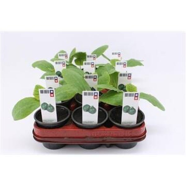 Bio Courgette Rond