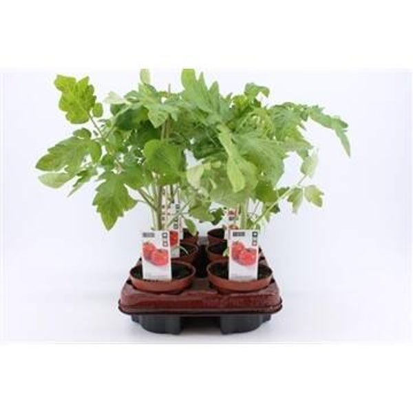 Bio Tomaat, Cocktailtomaat (Phytophthora resistent)