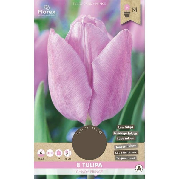 Tulp Candy Prince 11/12 8st.