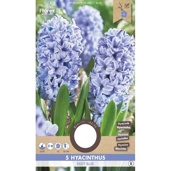 Hyacinth Delft Blue 15/16 5st.