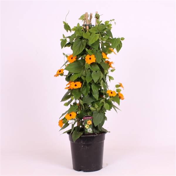 Thunbergia Suzanne met de mooie ogen