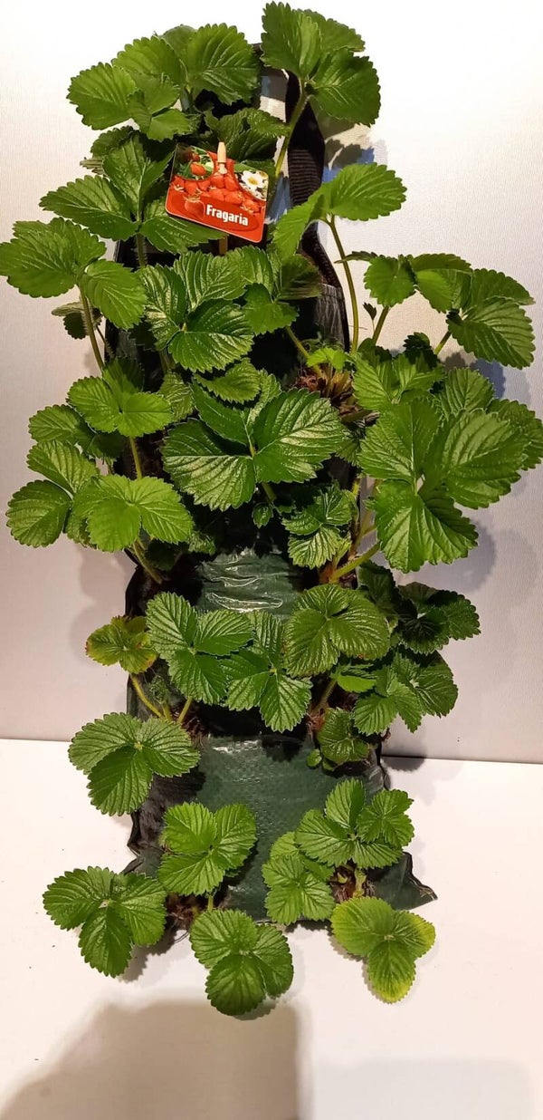 aardbeienplant wandhanger
