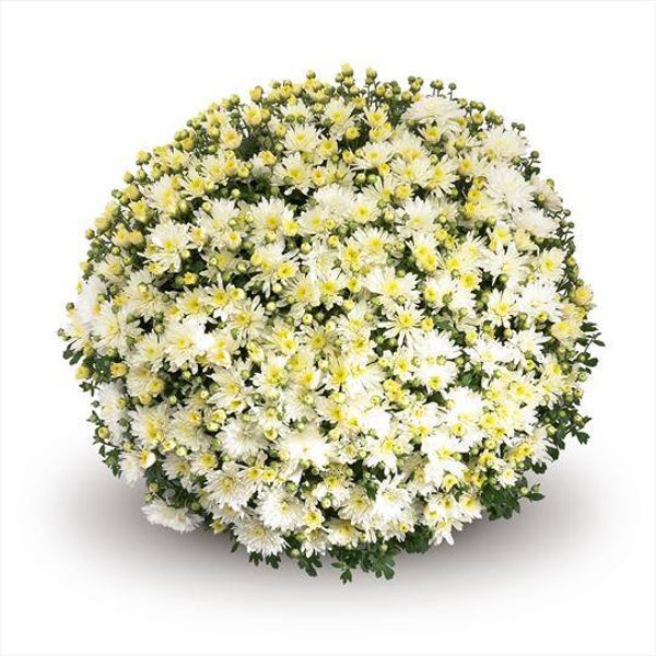 "Talent Chrysanthemum" Bolchrysant  (± 90cm)