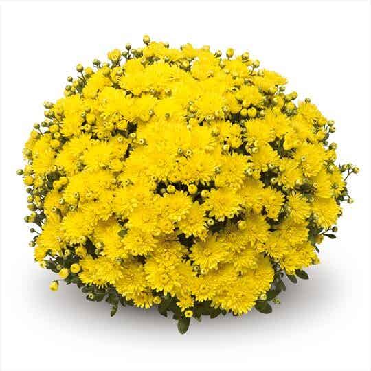 "Talent Chrysanthemum" Bolchrysant  (± 60cm)