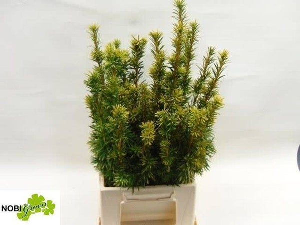 Taxus hand bosje