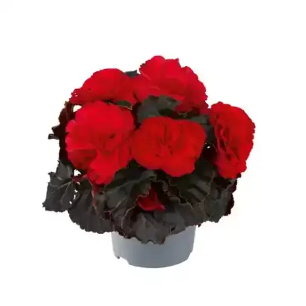 Begonia