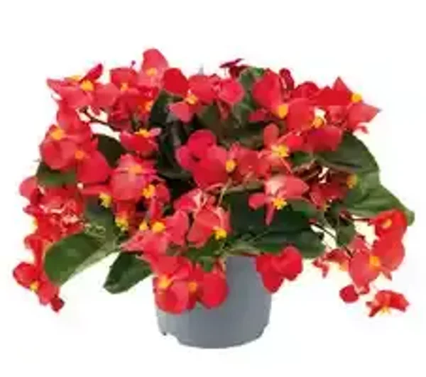 Begonia