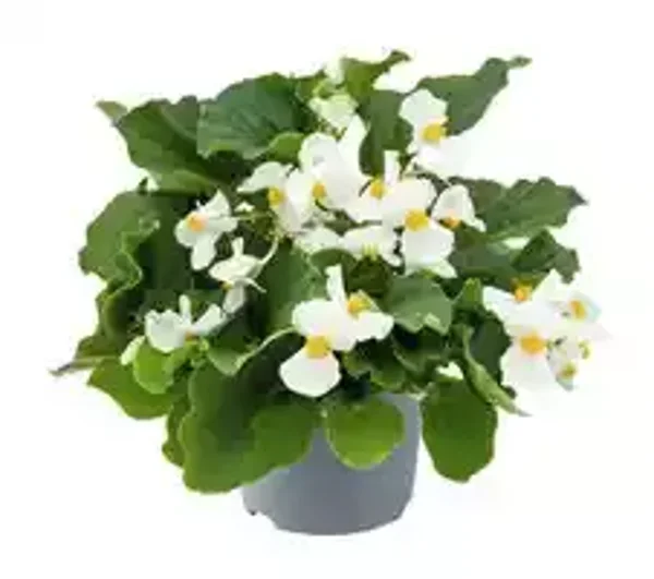 Begonia