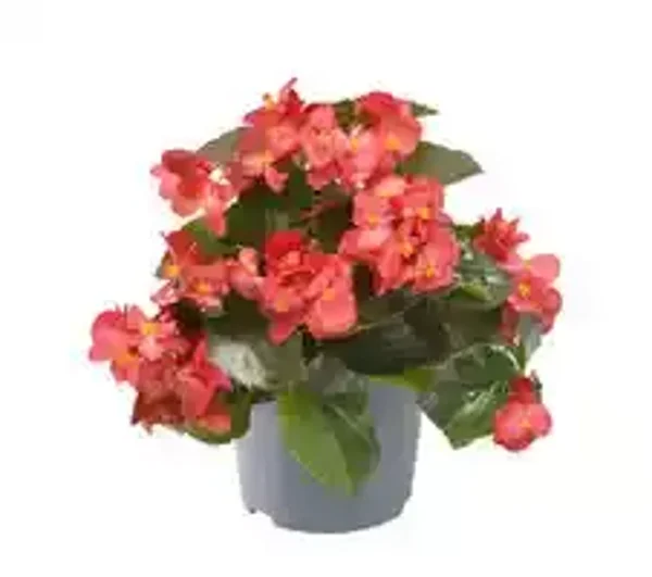 Begonia mini