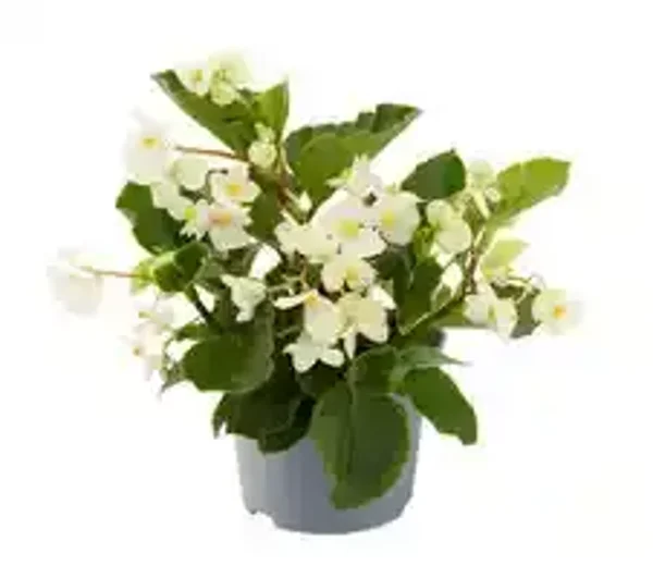 Begonia mini